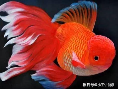 哪種魚最好養|12種養不死的觀賞魚都有哪些？新手都可以輕鬆養好的。